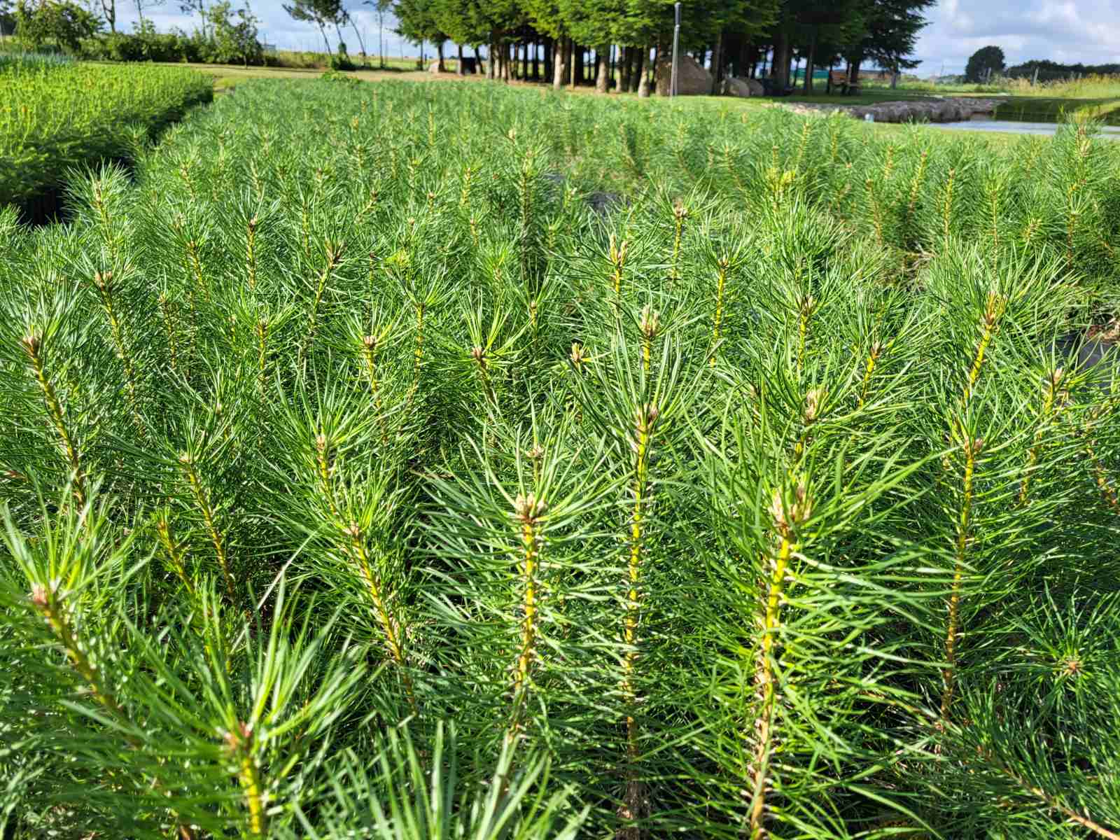 Pušys ir Eglės tik po 2.5Eu !!!