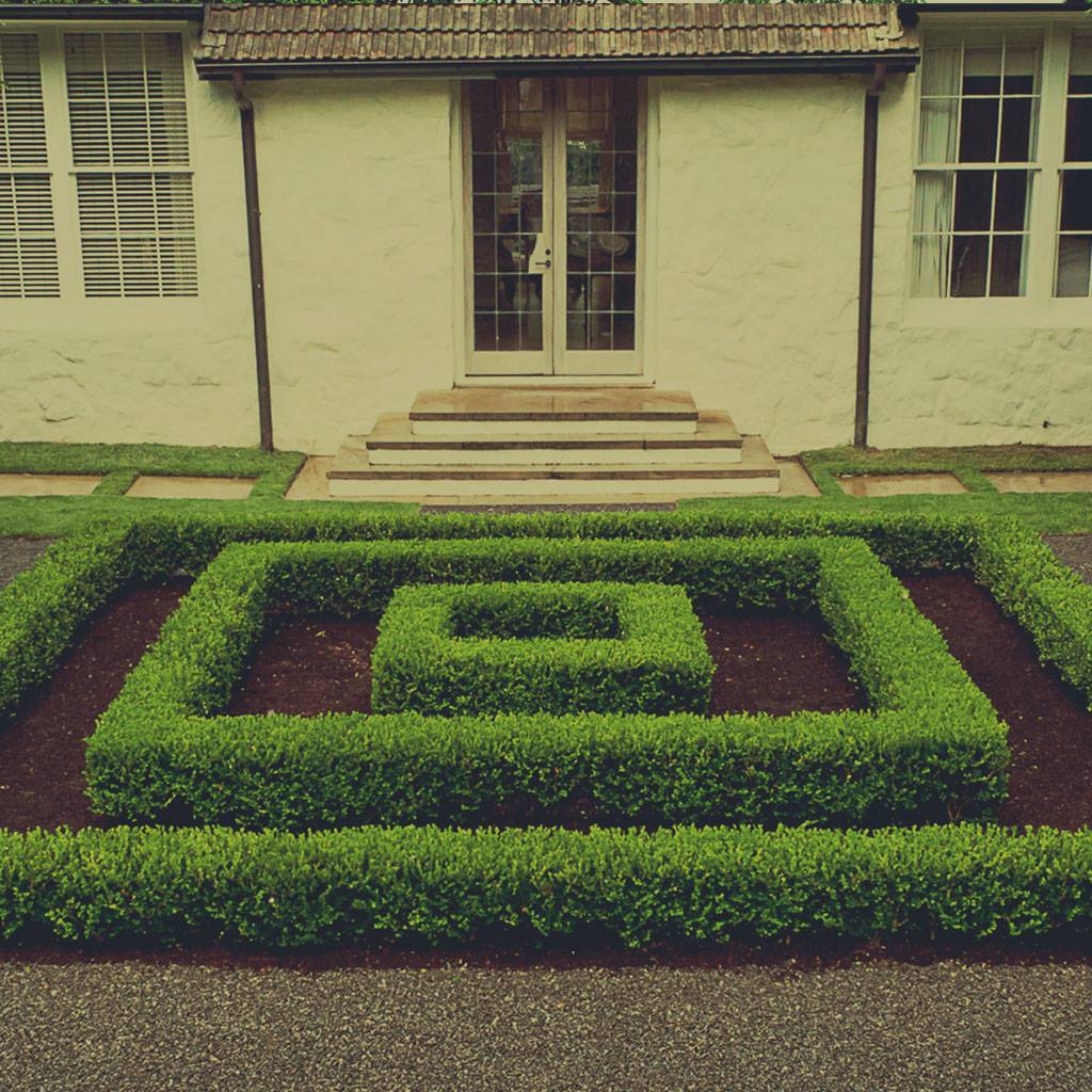 GYVATVORE – PAPRASTASIS LIGUSTRAS