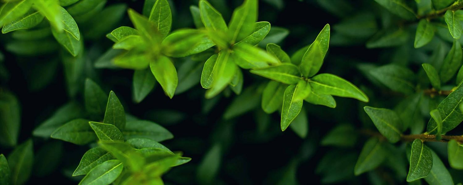 GYVATVORE – PAPRASTASIS LIGUSTRAS