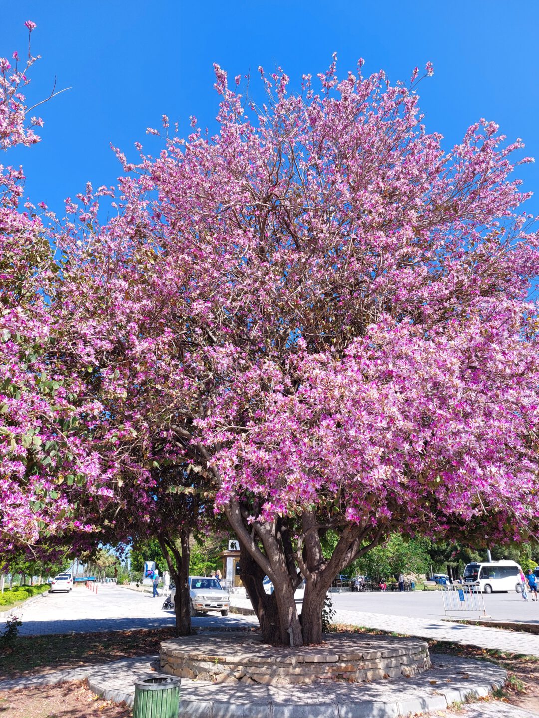PROFESIONALI KOSMETIKA IS ITALIJOS