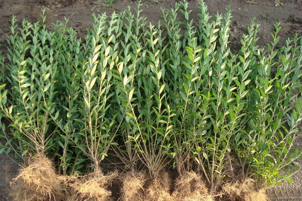 GYVATVORE – PAPRASTASIS LIGUSTRAS