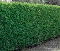 GYVATVORE – PAPRASTASIS LIGUSTRAS