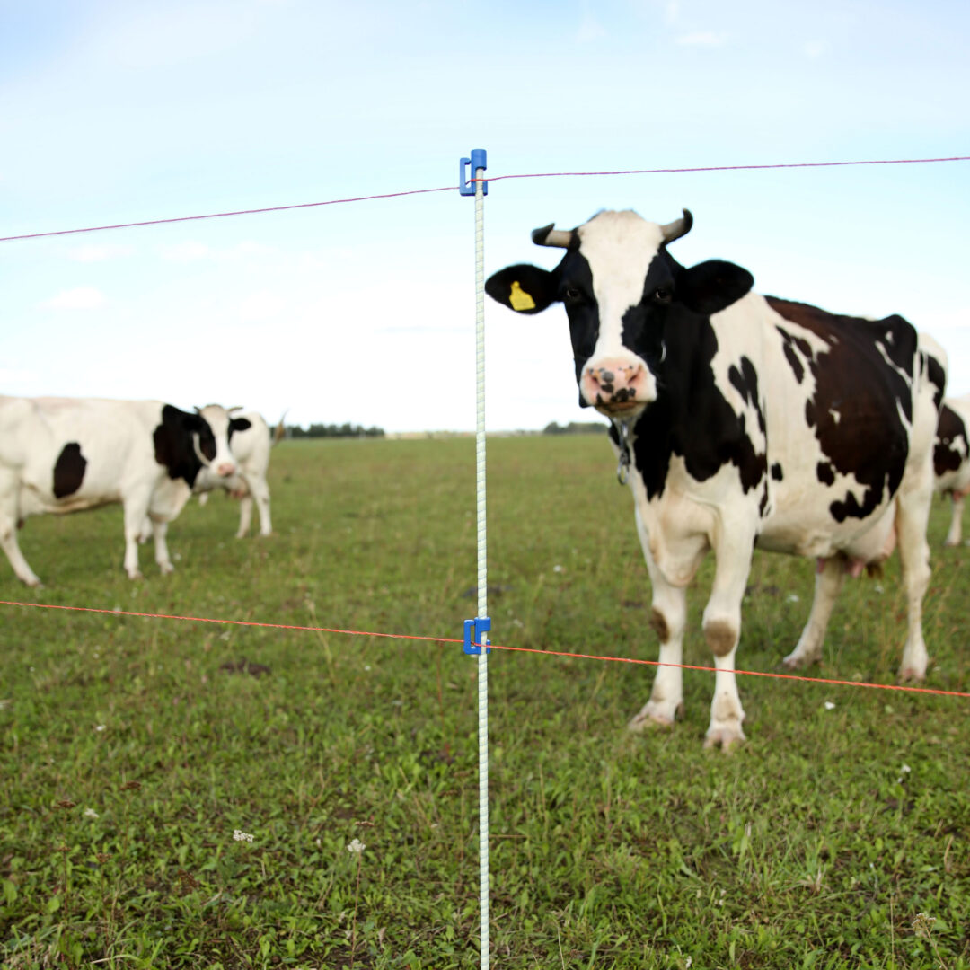 Kuoliukai elektriniam piemeniui