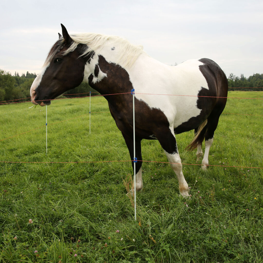 Kuoliukai piemeniui su plastikiniu pakojuku
