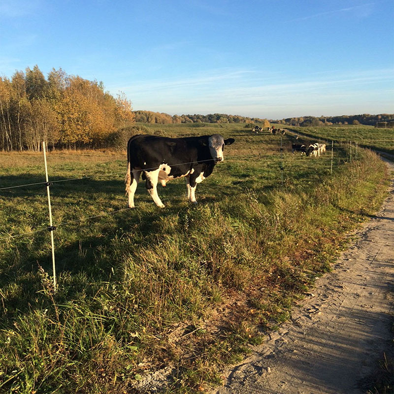Kuoliukai elektriniam piemeniui