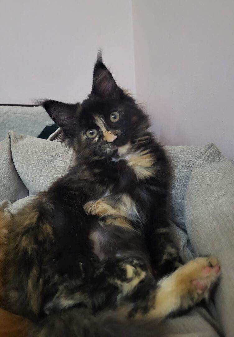 Meino meškėnų kačiukai