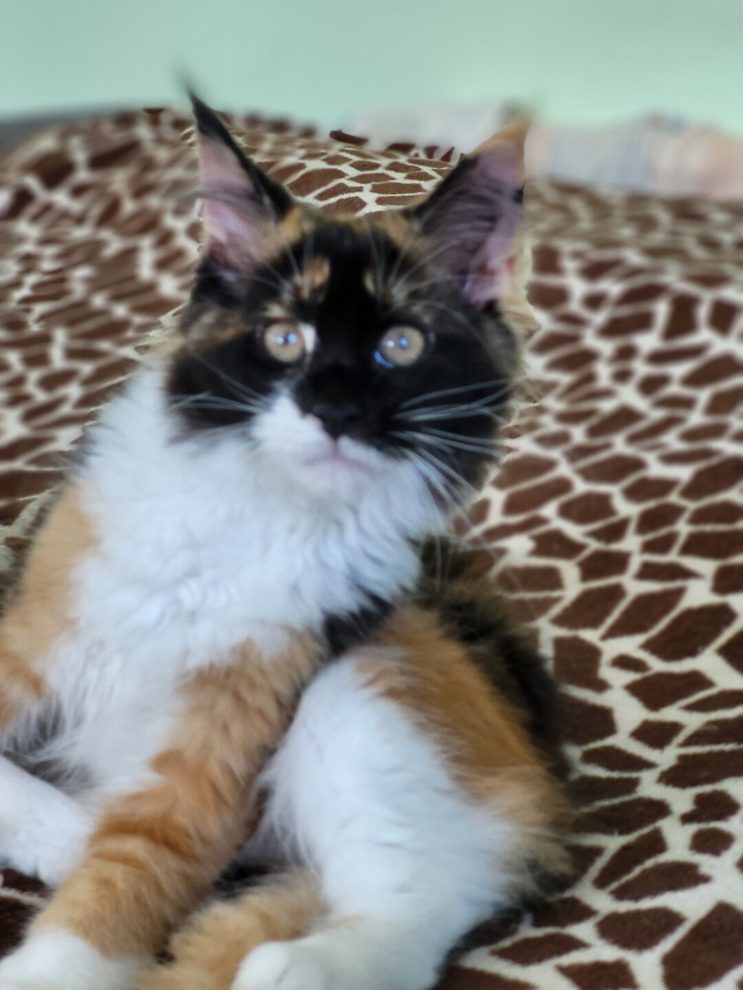 Meino meškėnų kačiukai