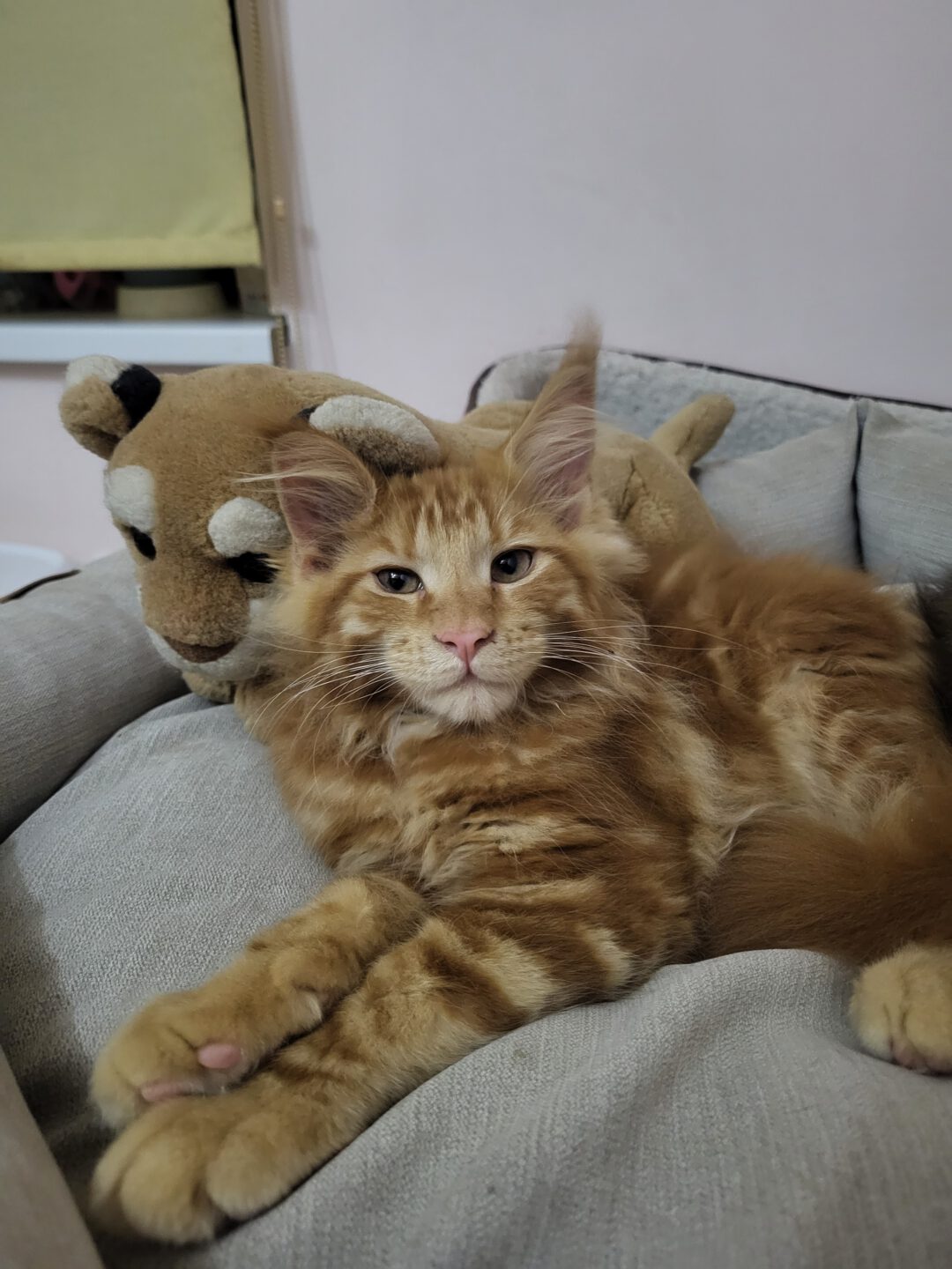 Meino meškėnų kačiukai