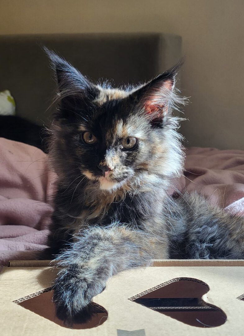 Meino meškėnų kačiukai