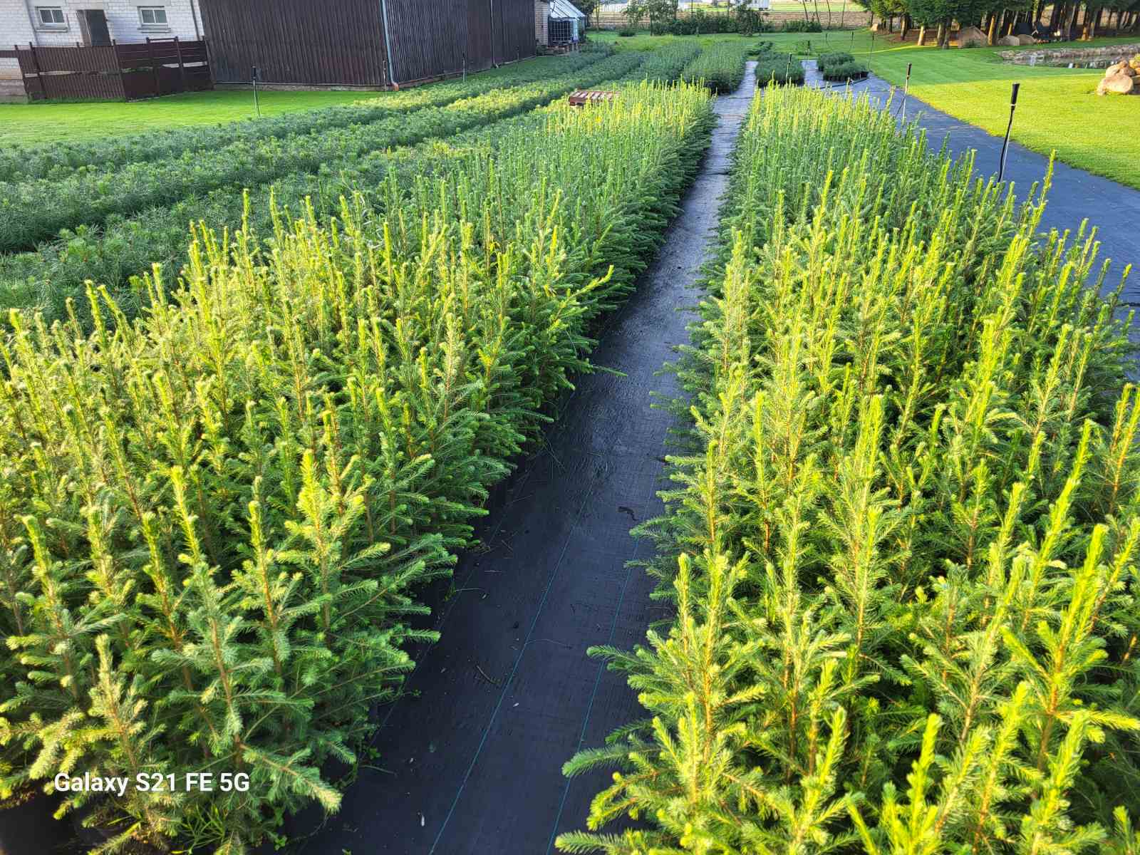 Pušys ir Eglės tik po 2.5Eu !!!