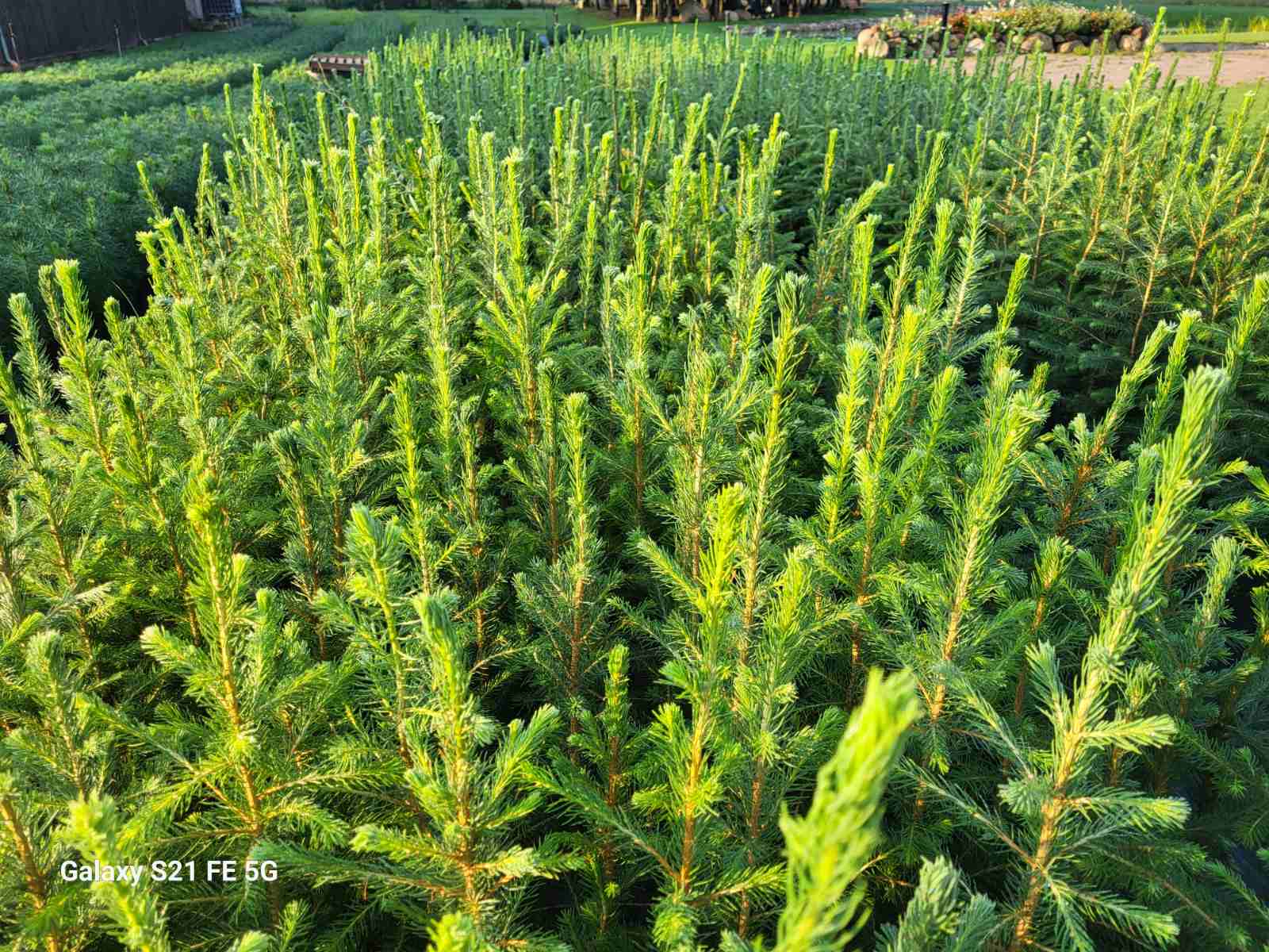 Pušys ir Eglės tik po 2.5Eu !!!