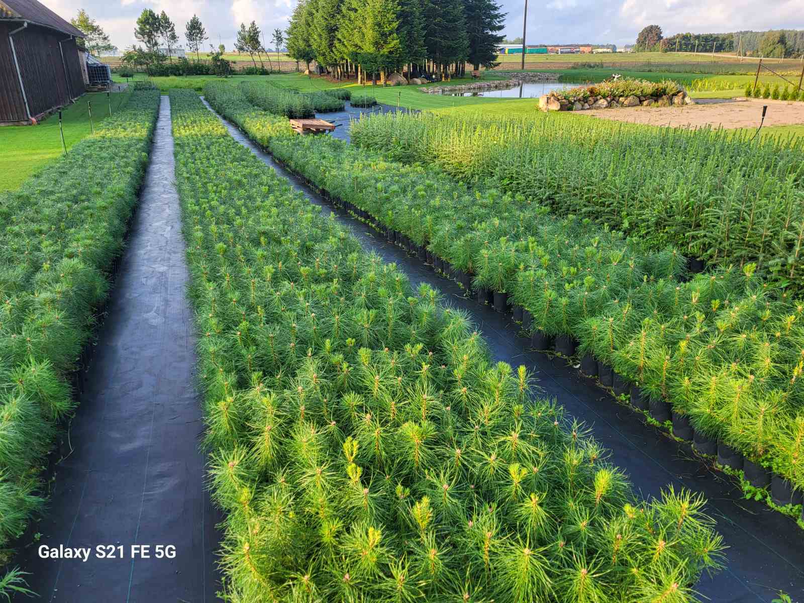 Pušys ir Eglės tik po 2.5Eu !!!