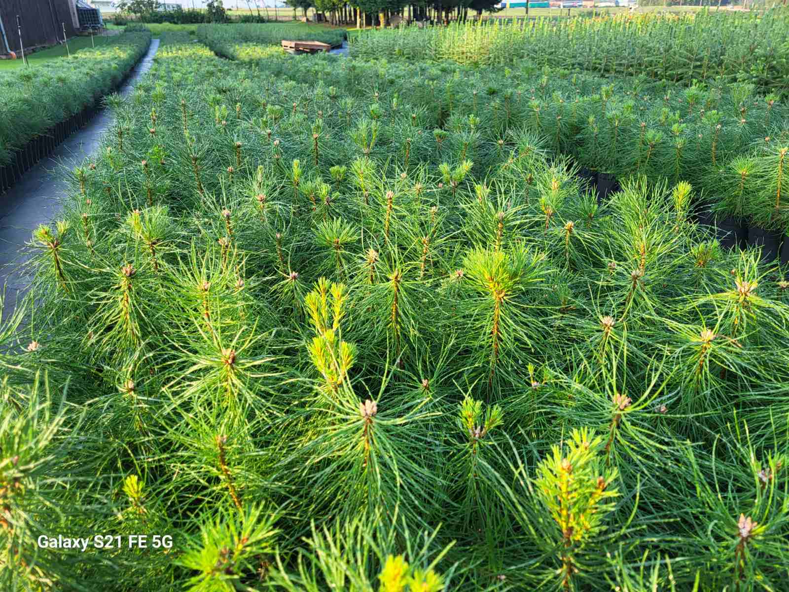 Pušys ir Eglės tik po 2.5Eu !!!