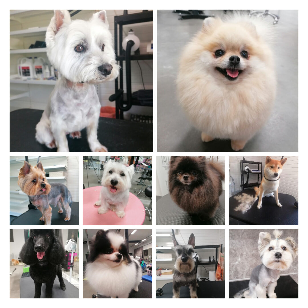 Šunų kirpykla LITA