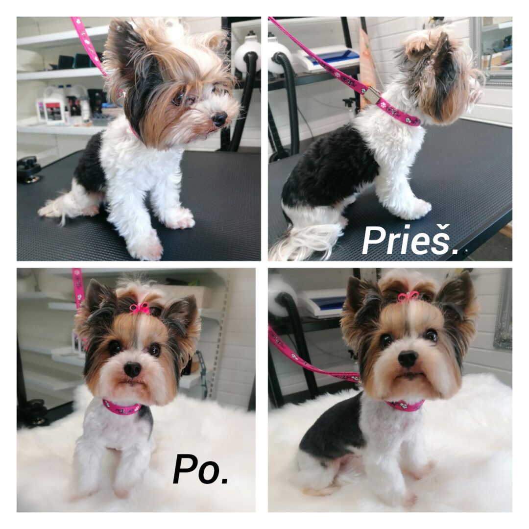 Šunų kirpykla LITA