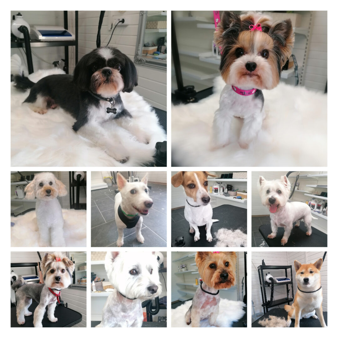 Šunų kirpykla LITA