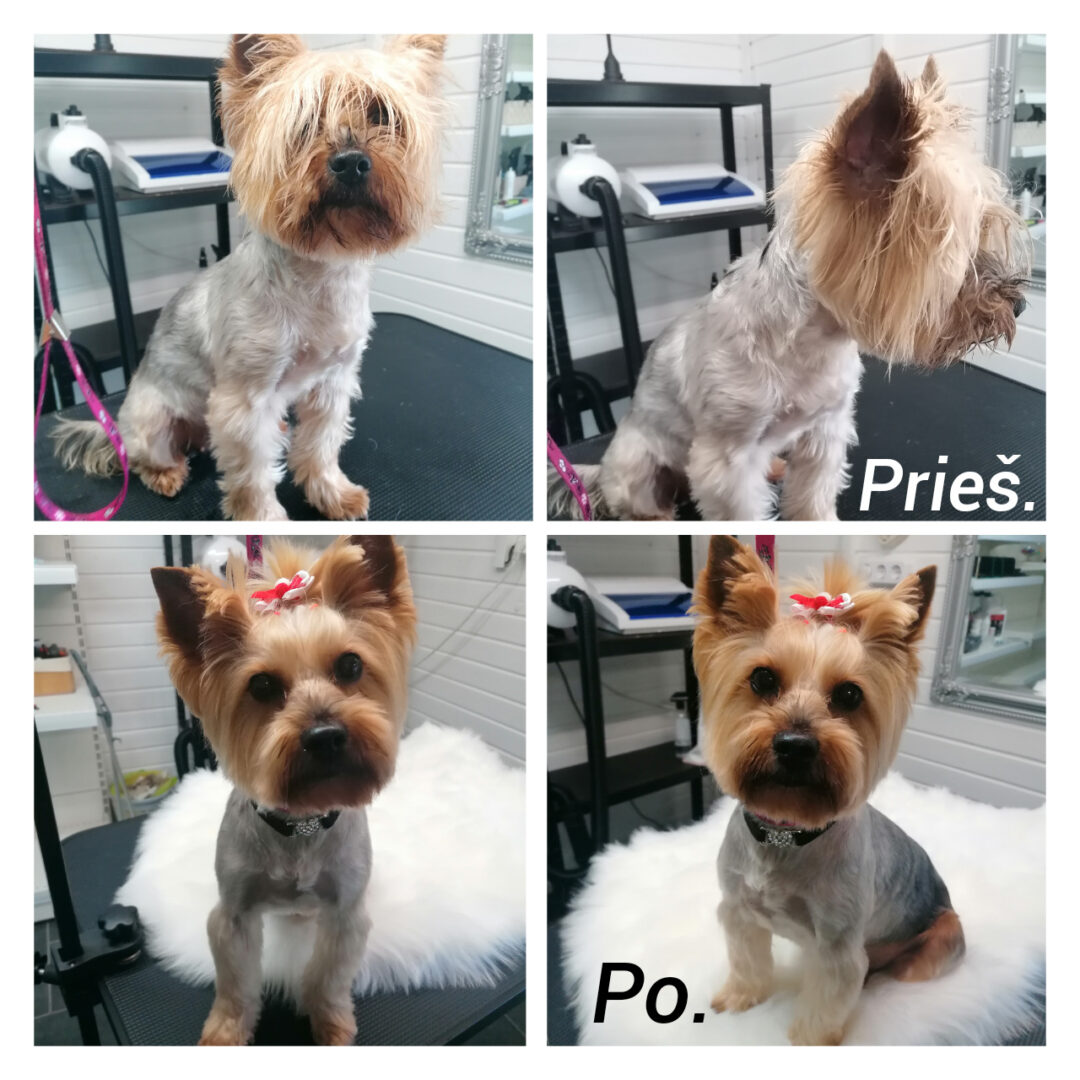 Šunų kirpykla LITA