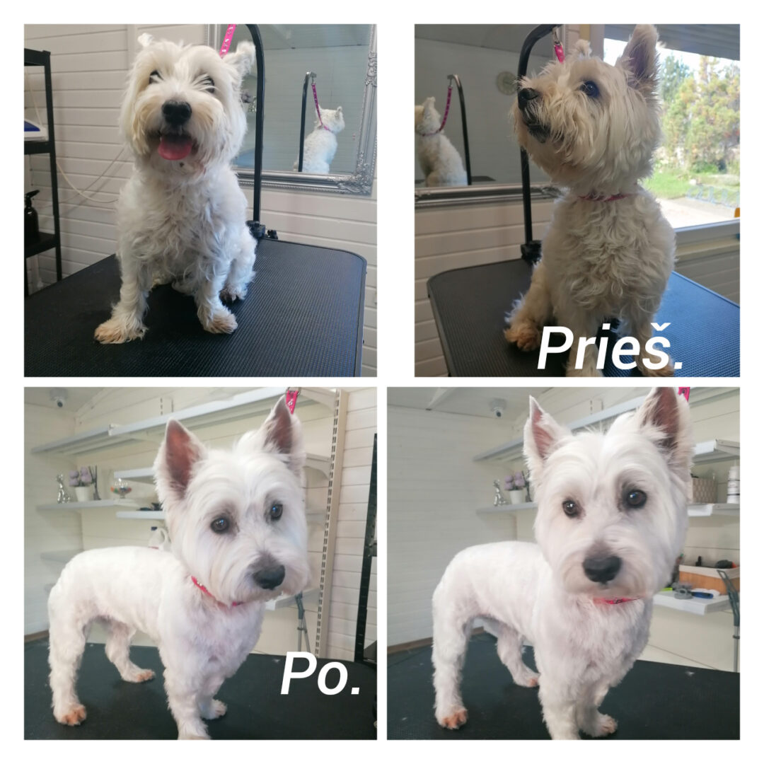 Šunų kirpykla LITA