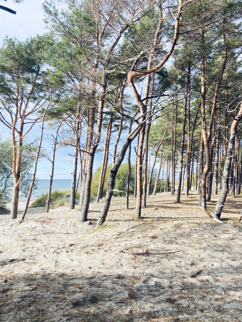 Apartamentų nuoma Palangoje