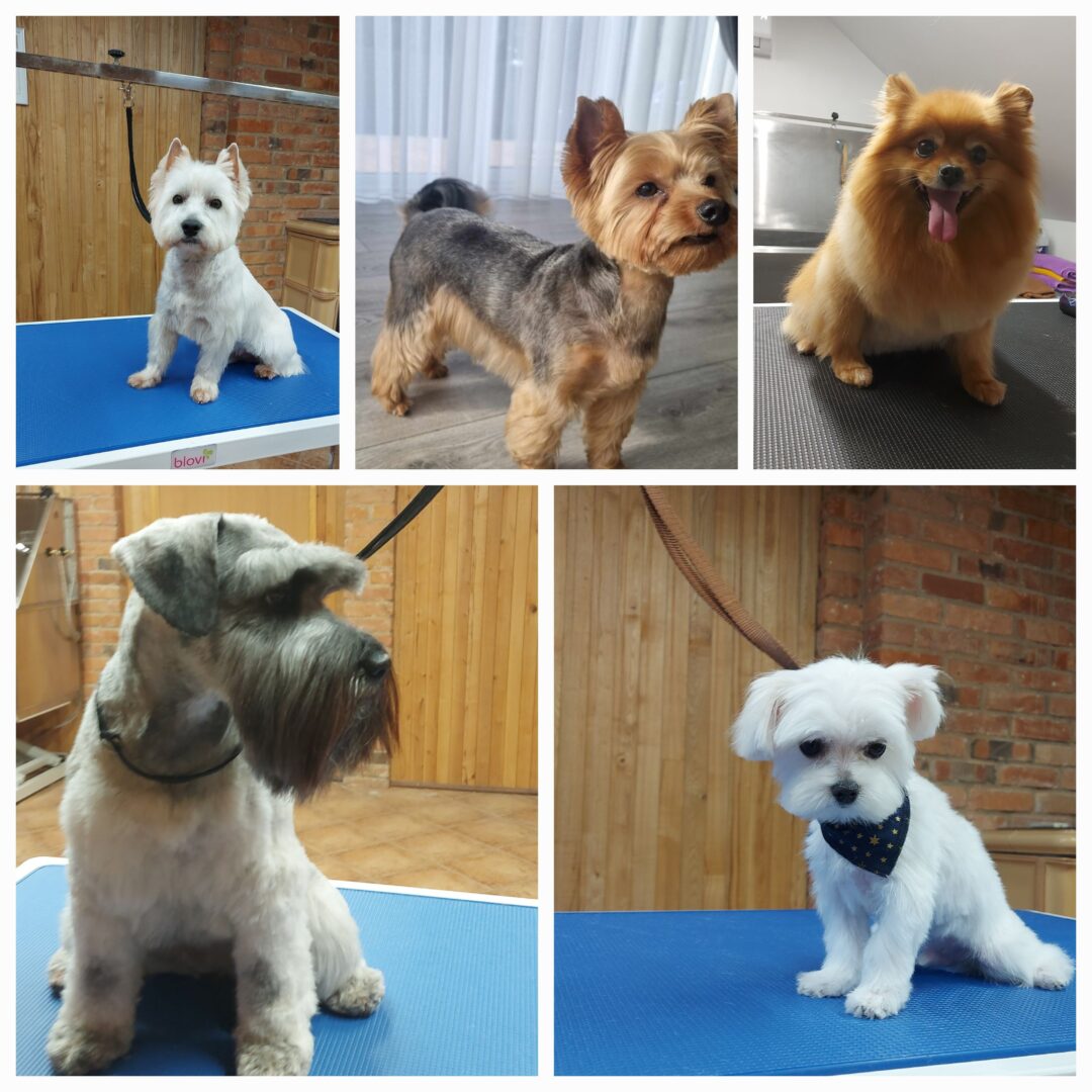 DoLy šuniukų kirpykla