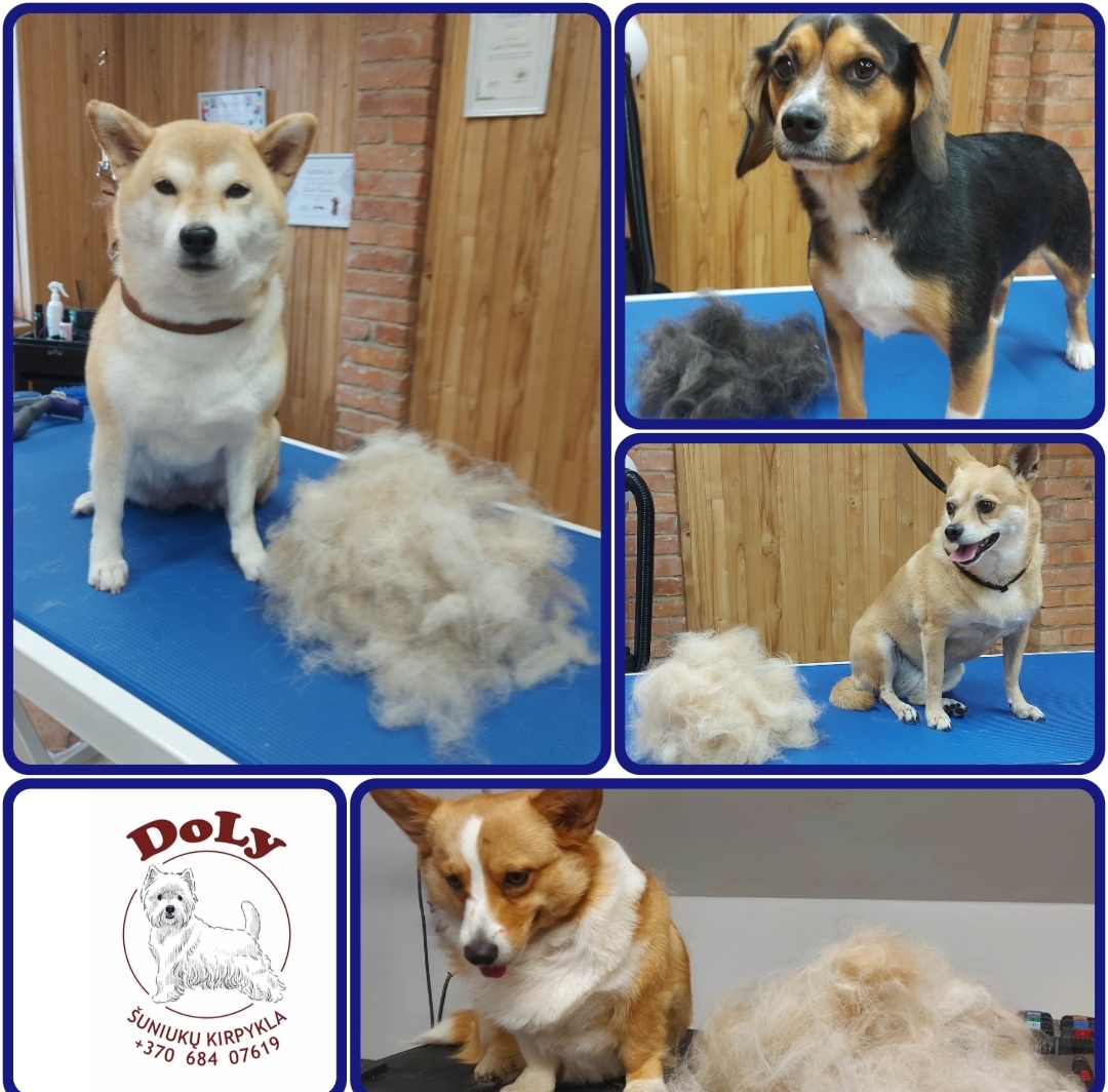 DoLy šuniukų kirpykla