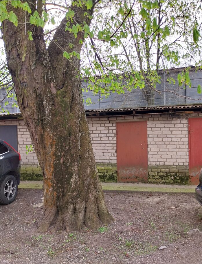 Parduodamas 1 kambario butas, Klaipėdos senamiestyje.