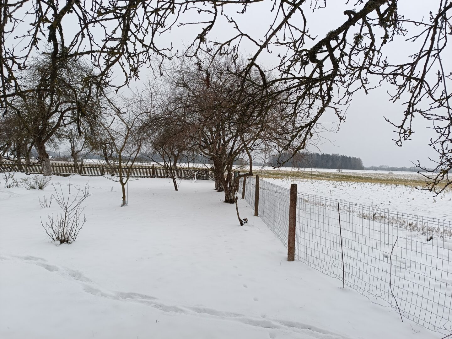 40a sodyba Jurbarko rajone