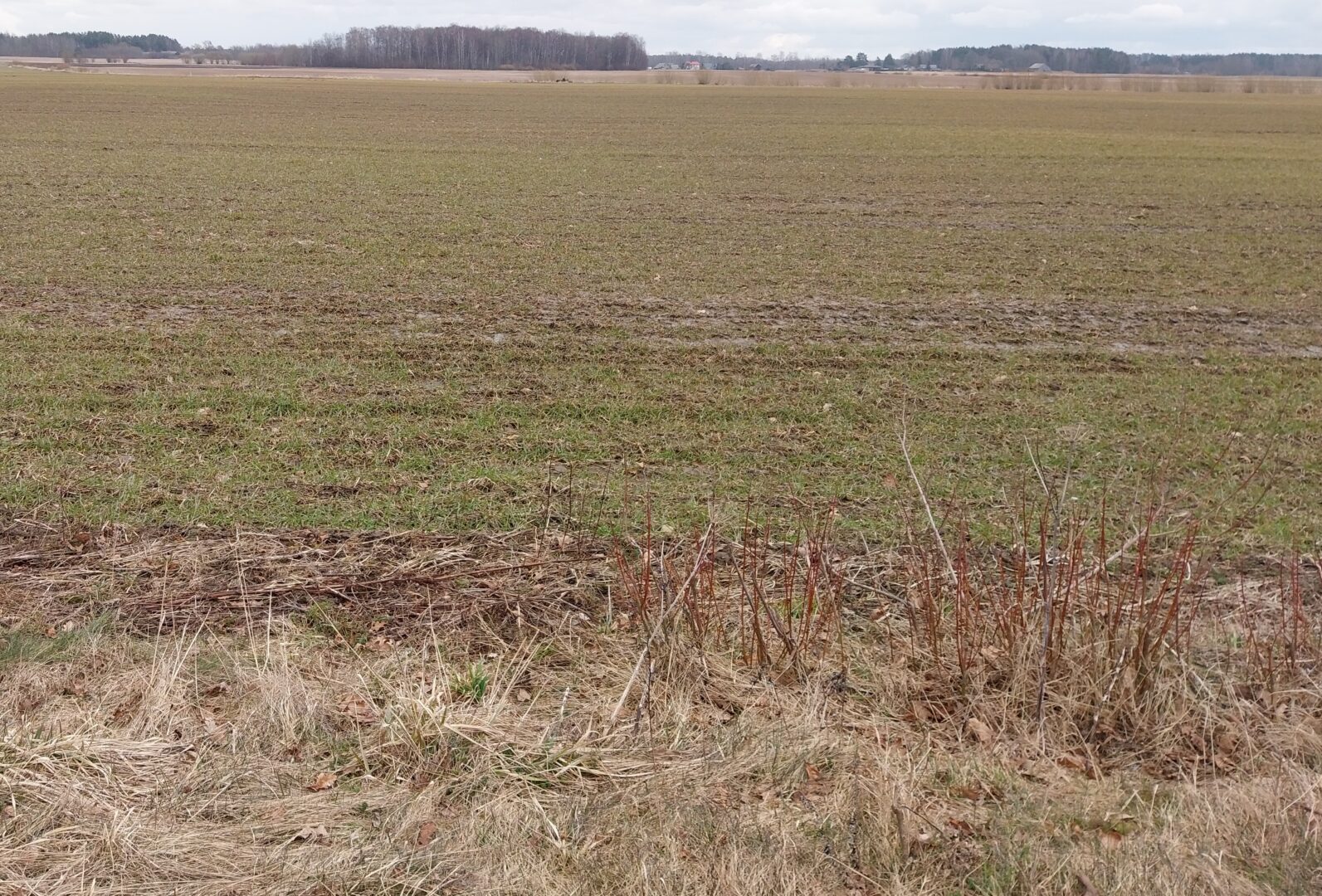 Sklypas Klaipėdos raj. Agluonėnuose