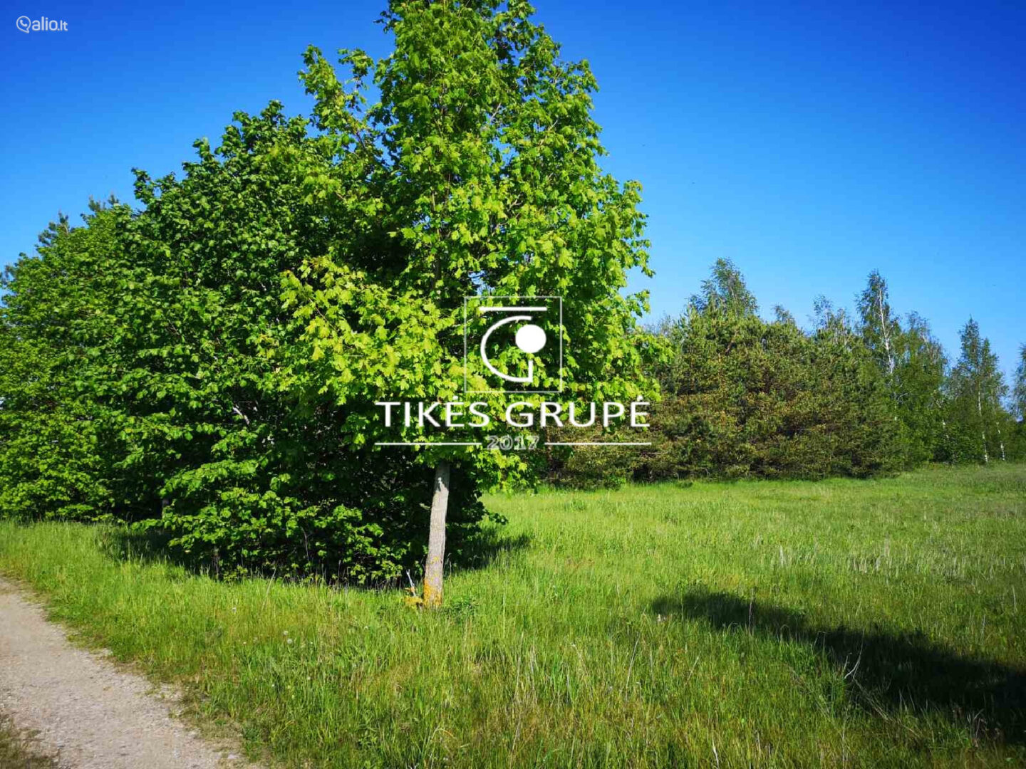 Klaipėdos r. Svencelės k. Parduodamas 1.2 hektaro sklypas. Sklypas puikiai tinkantis investicijai, bei kurti gyvenamųjų namų kvartaliuką,