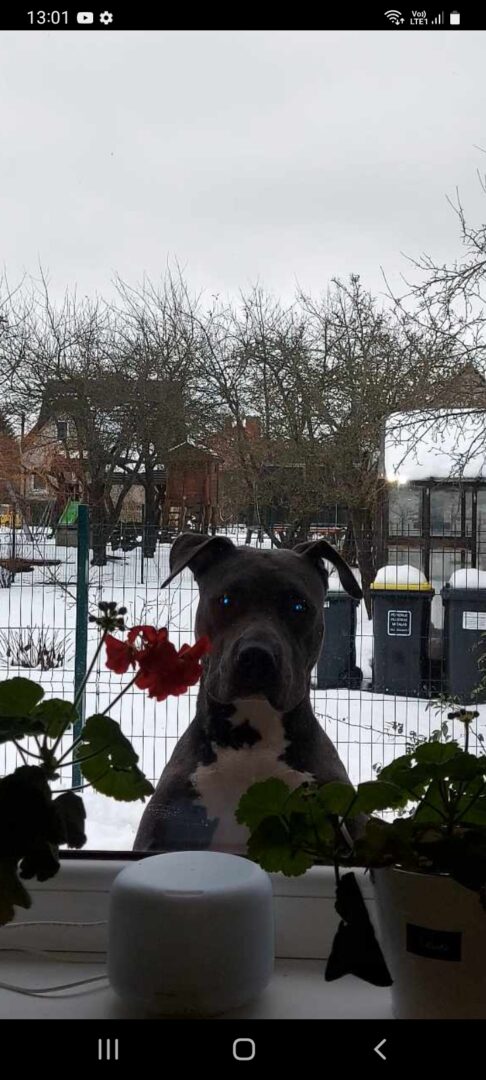 Šunų elgesio korekcija, auklėjimas