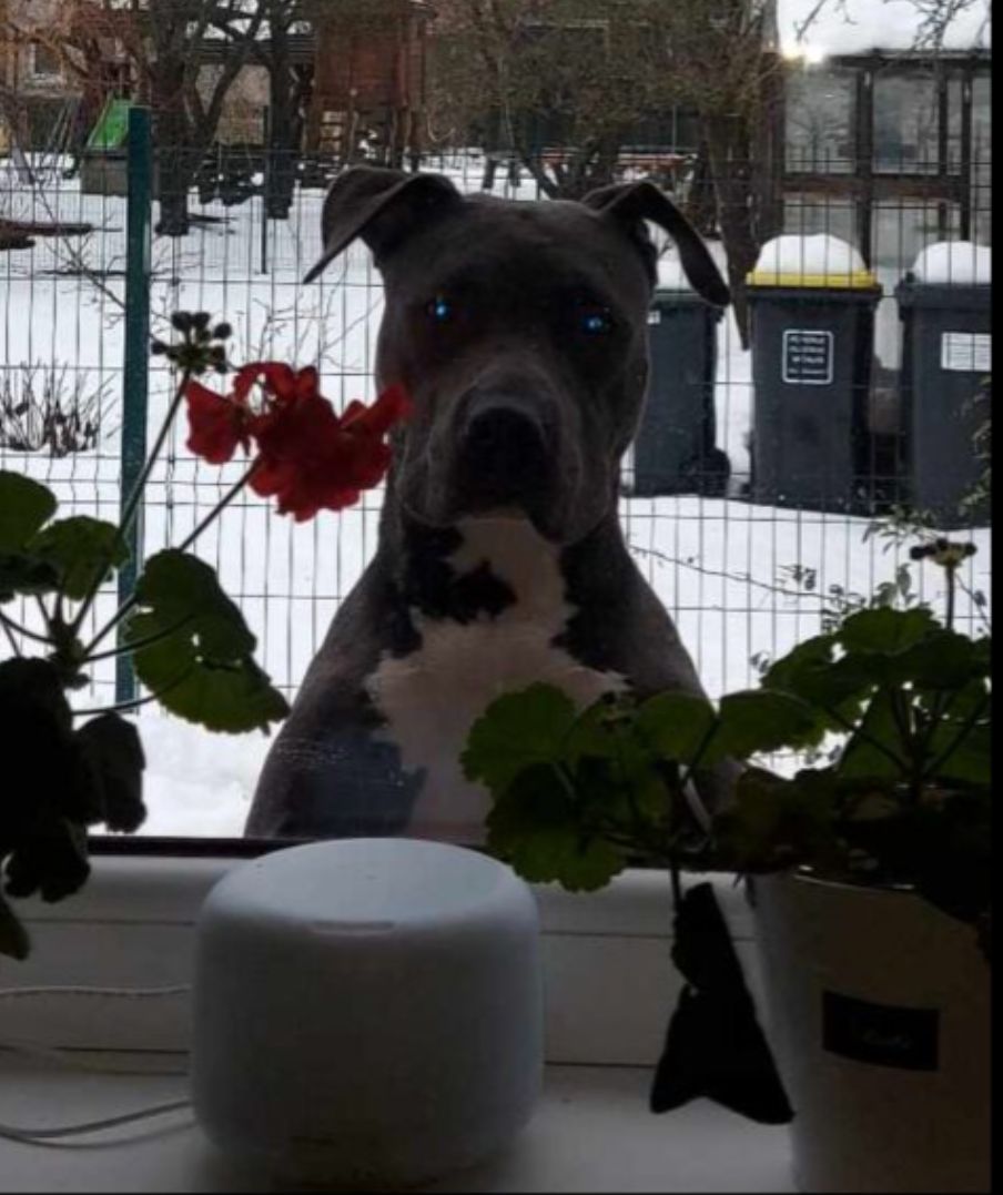 Šunų elgesio korekcija, auklėjimas