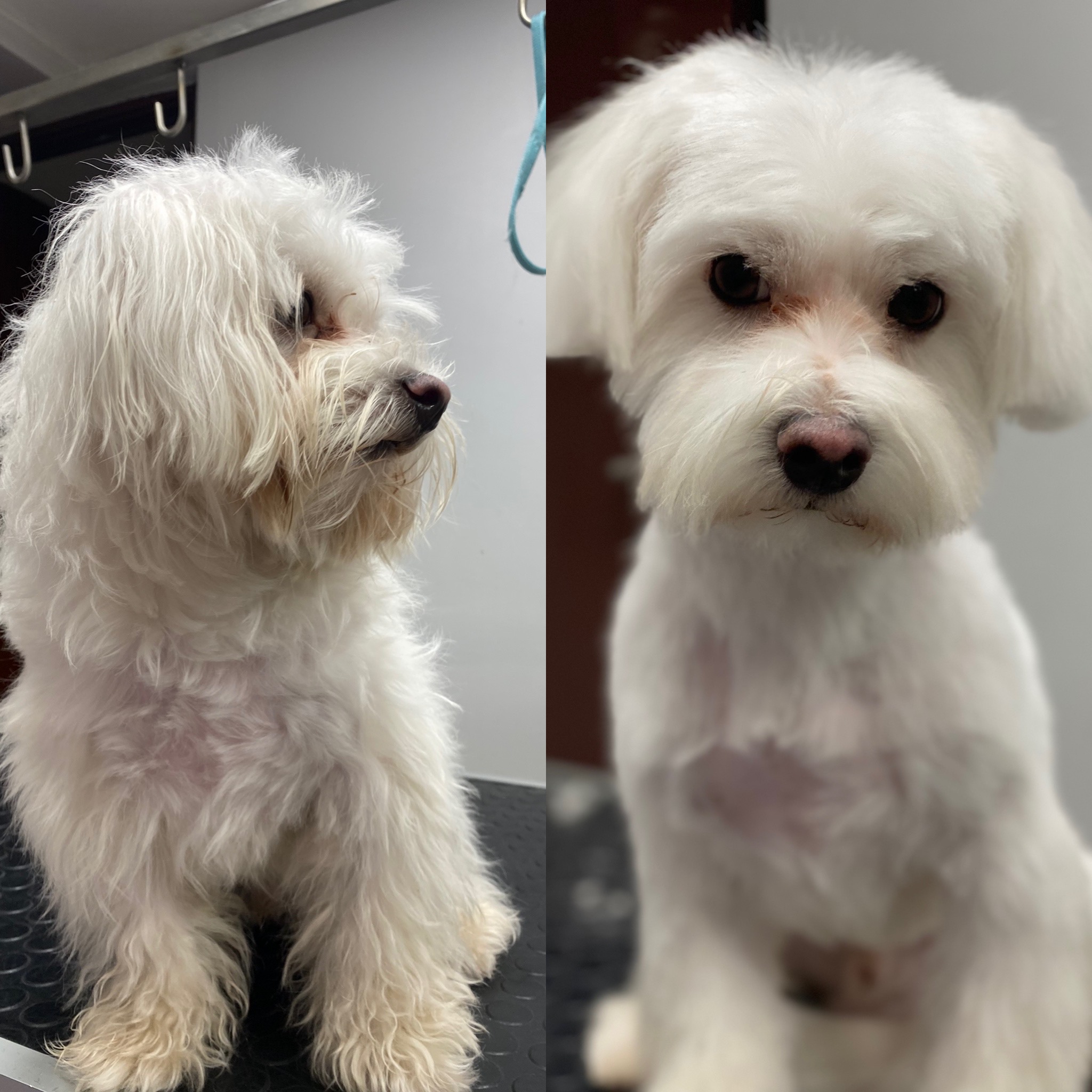 Augintinių kirpimas, Gargždai.