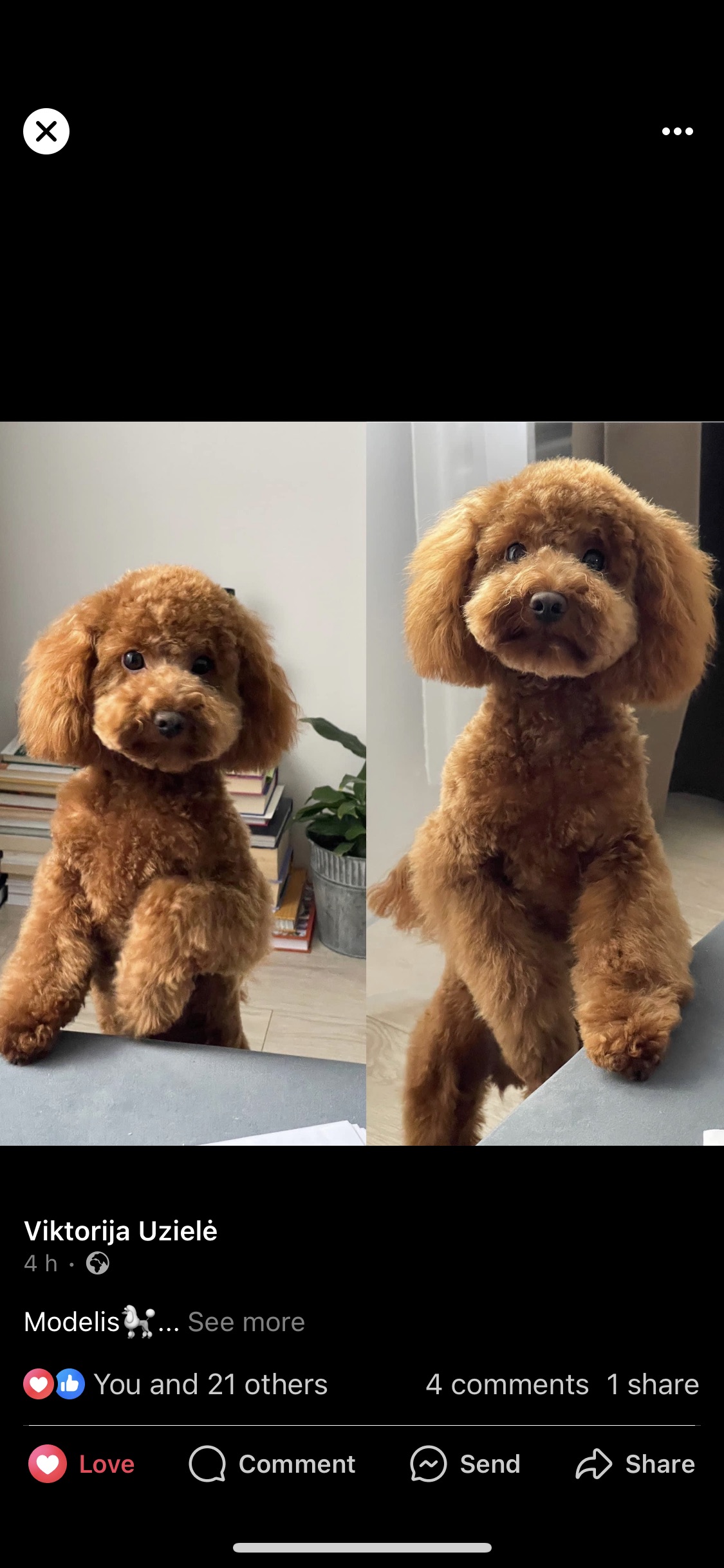 Augintinių kirpimas, Gargždai.