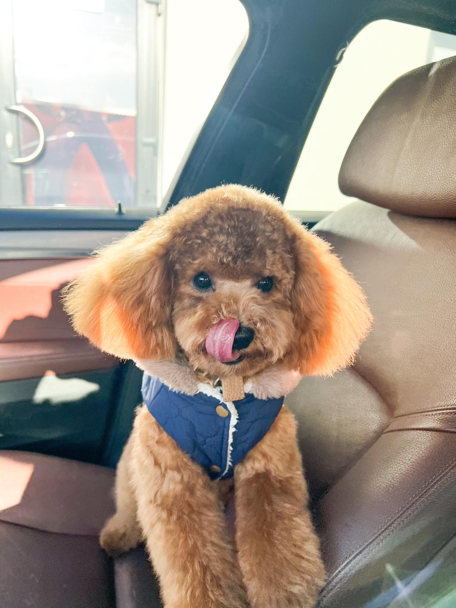 Augintinių kirpimas, Gargždai.