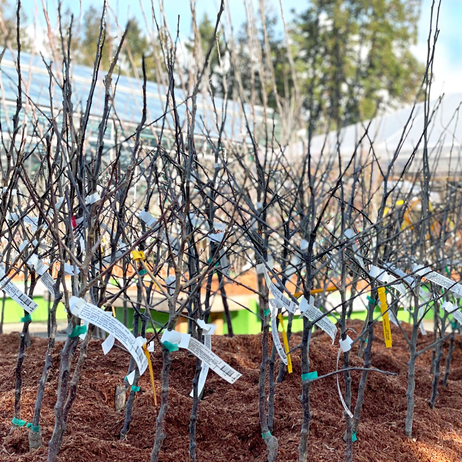 Vaismedžių ir vaiskrūmių sodinukai