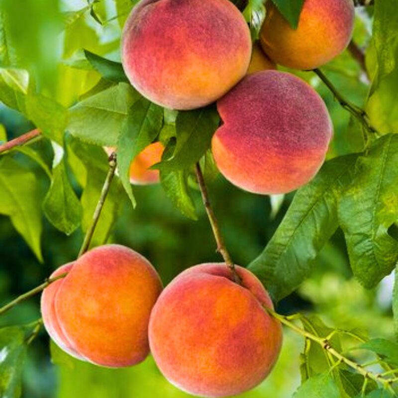 Vaismedžių ir vaiskrūmių sodinukai