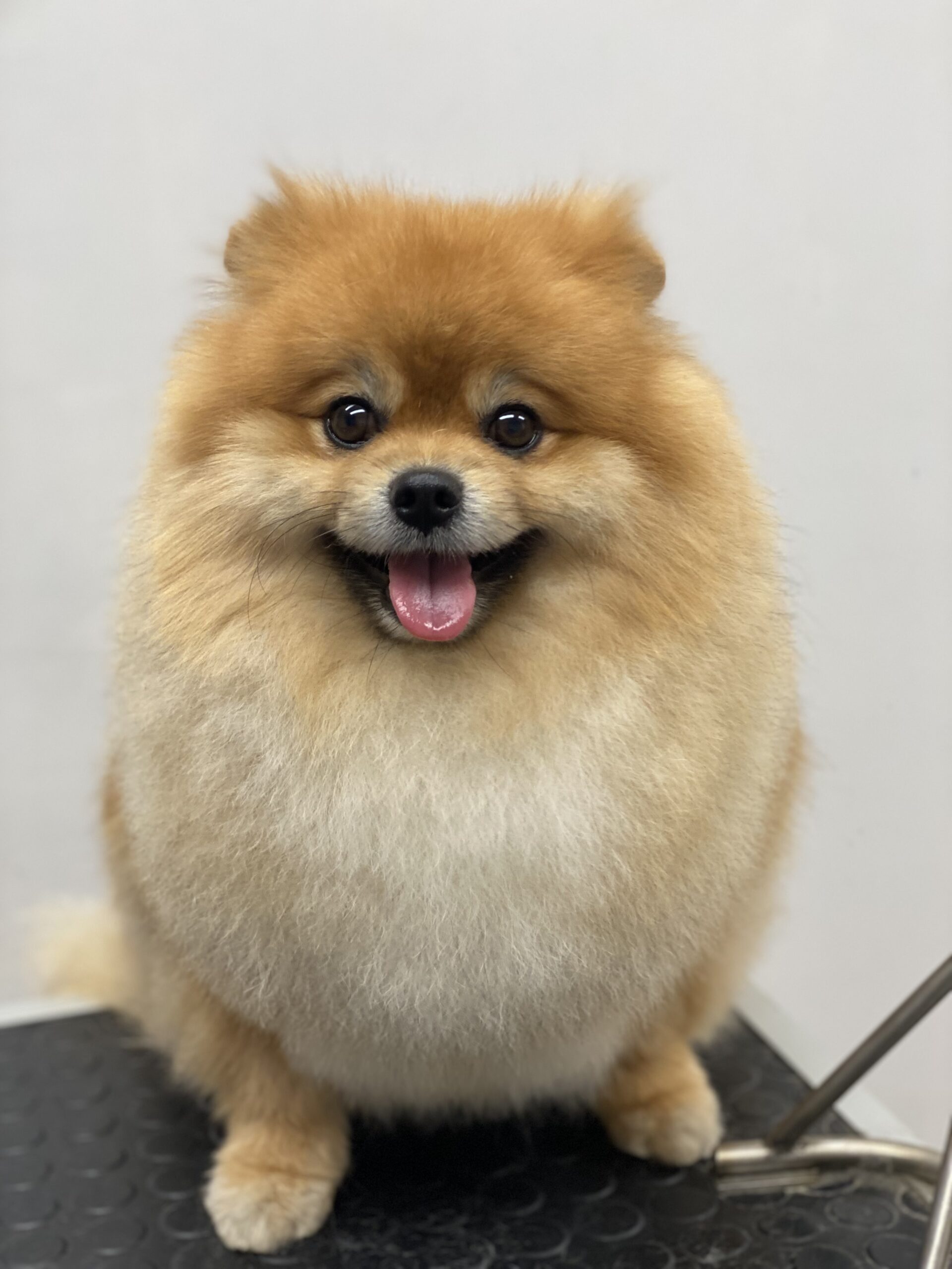 Augintinių kirpimas, Gargždai.