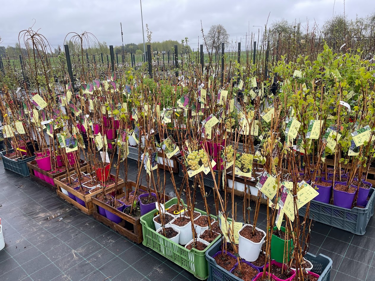 Vaismedžių ir vaiskrūmių sodinukai