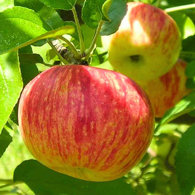 Vaismedžių ir vaiskrūmių sodinukai