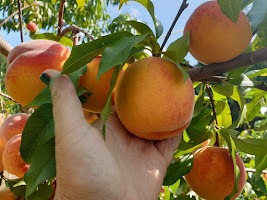 Vaismedžių ir vaiskrūmių sodinukai