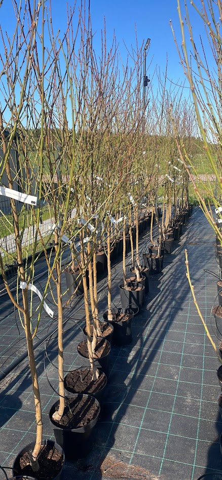 Vaismedžių ir vaiskrūmių sodinukai