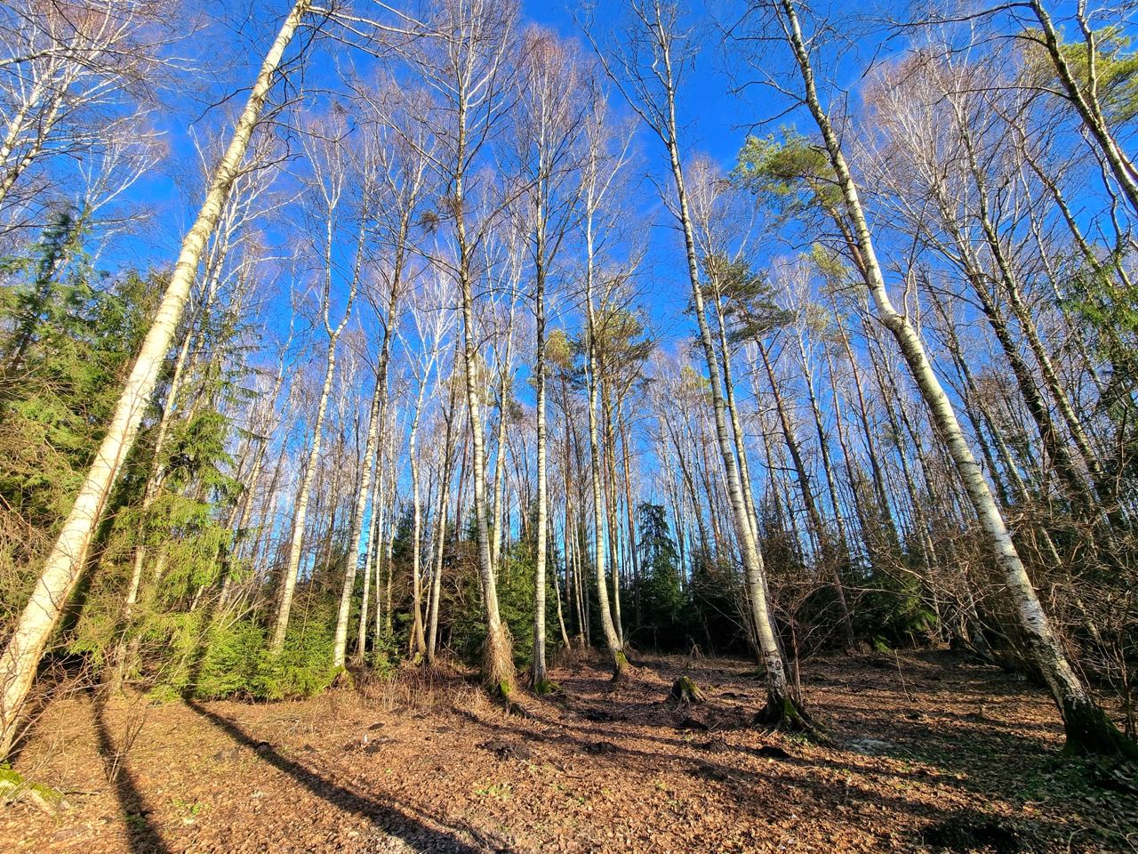 PARDUODAMAS NAMAS ŠALIA MIŠKO