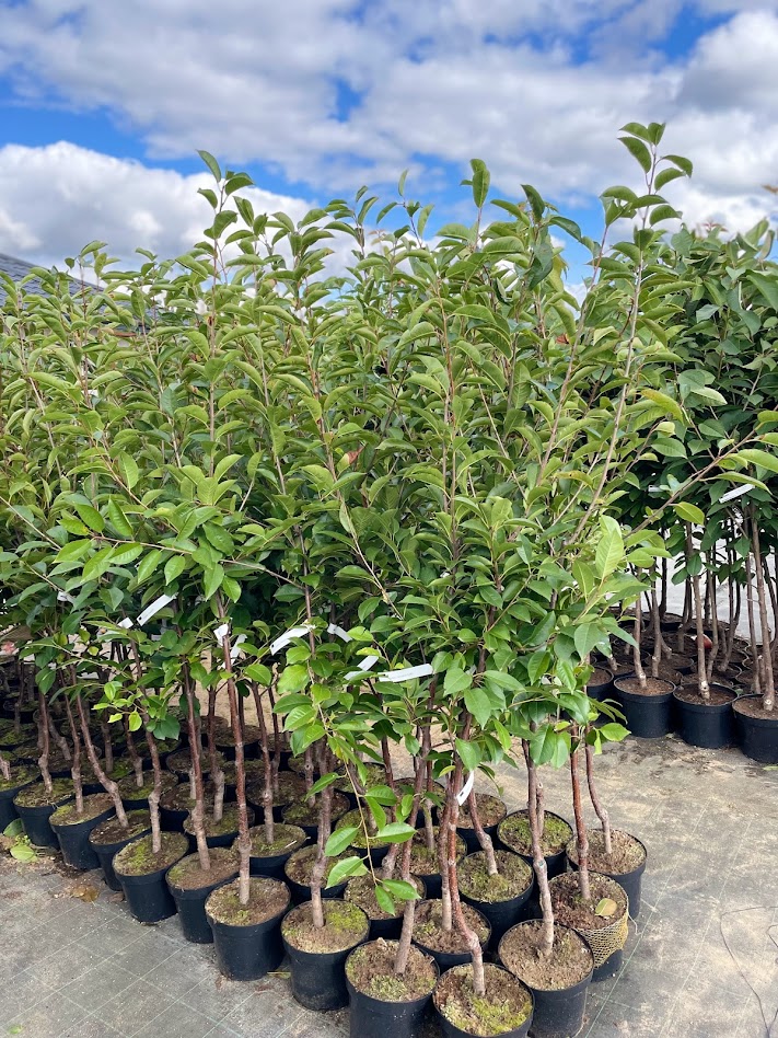 Vaismedžių ir vaiskrūmių sodinukai