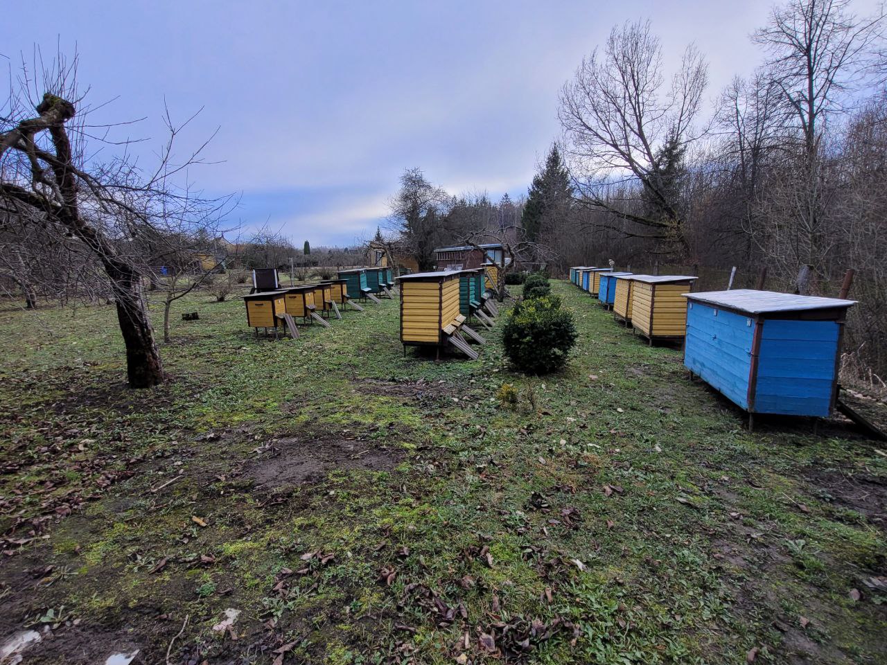 sodas Marijampolės sav., Sasnavos sen.