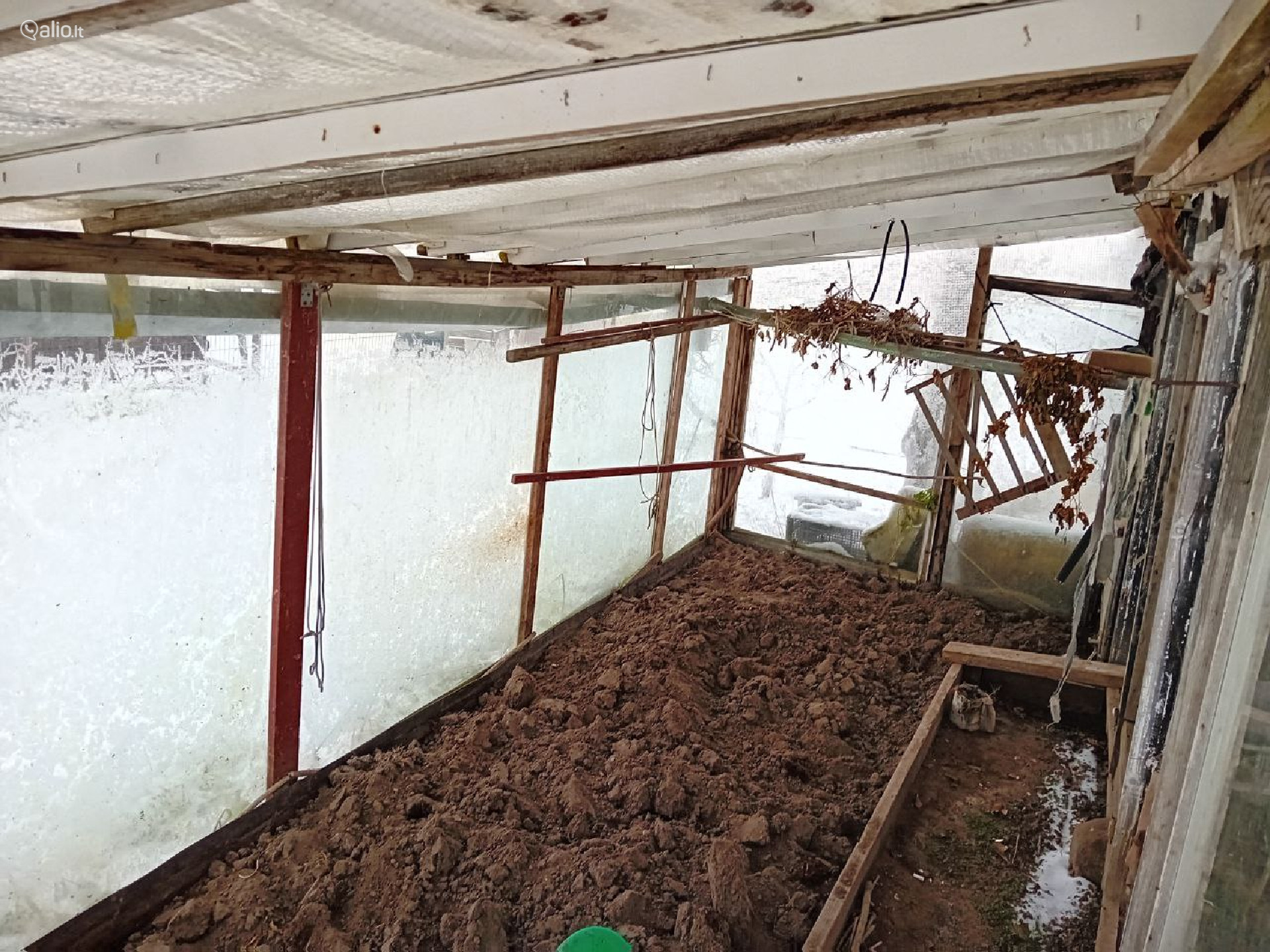 SODAS NETOLI MIŠKO, ŠIAULIŲ R., NOREIKIŲ K.