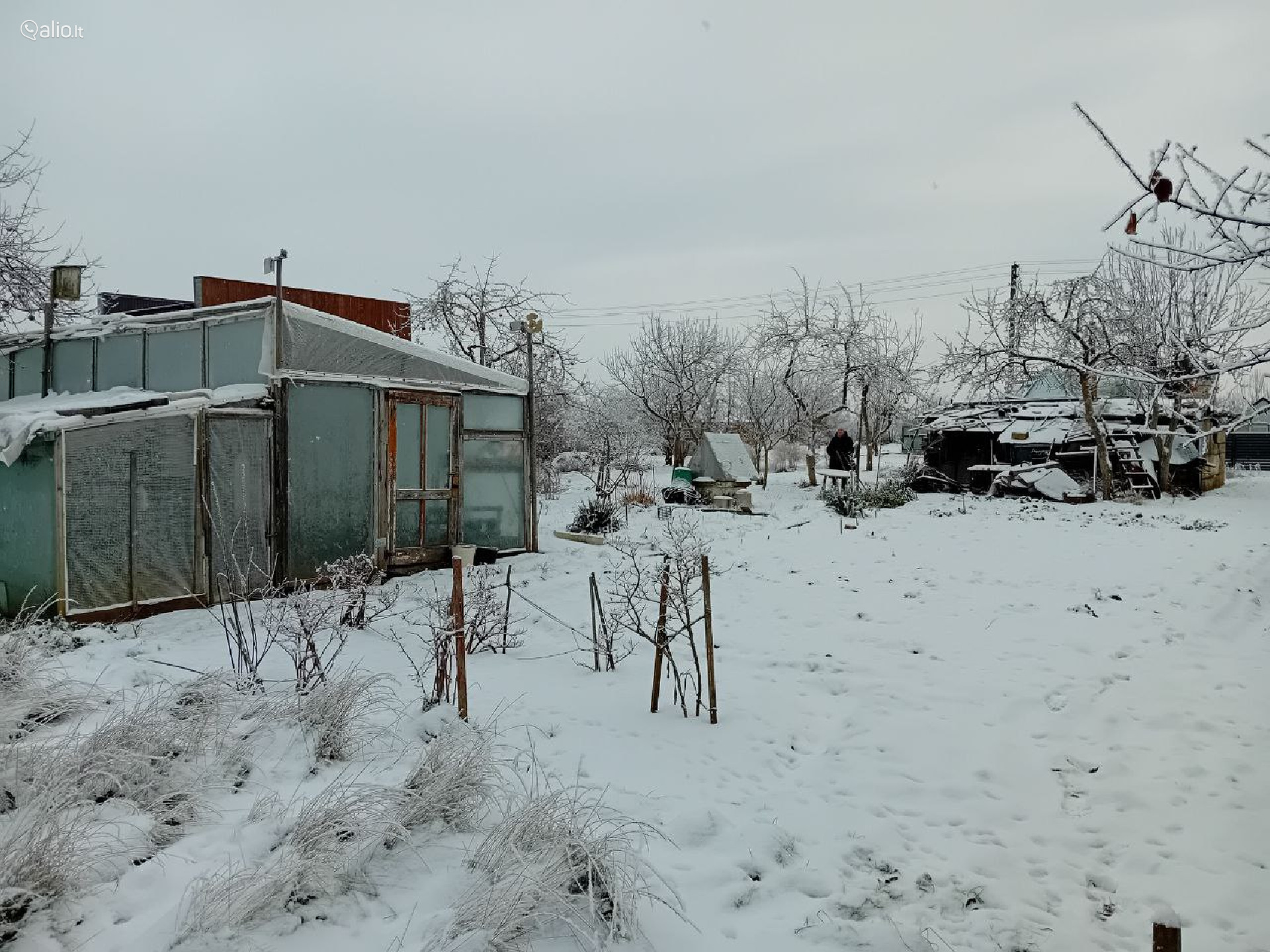 SODAS NETOLI MIŠKO, ŠIAULIŲ R., NOREIKIŲ K.