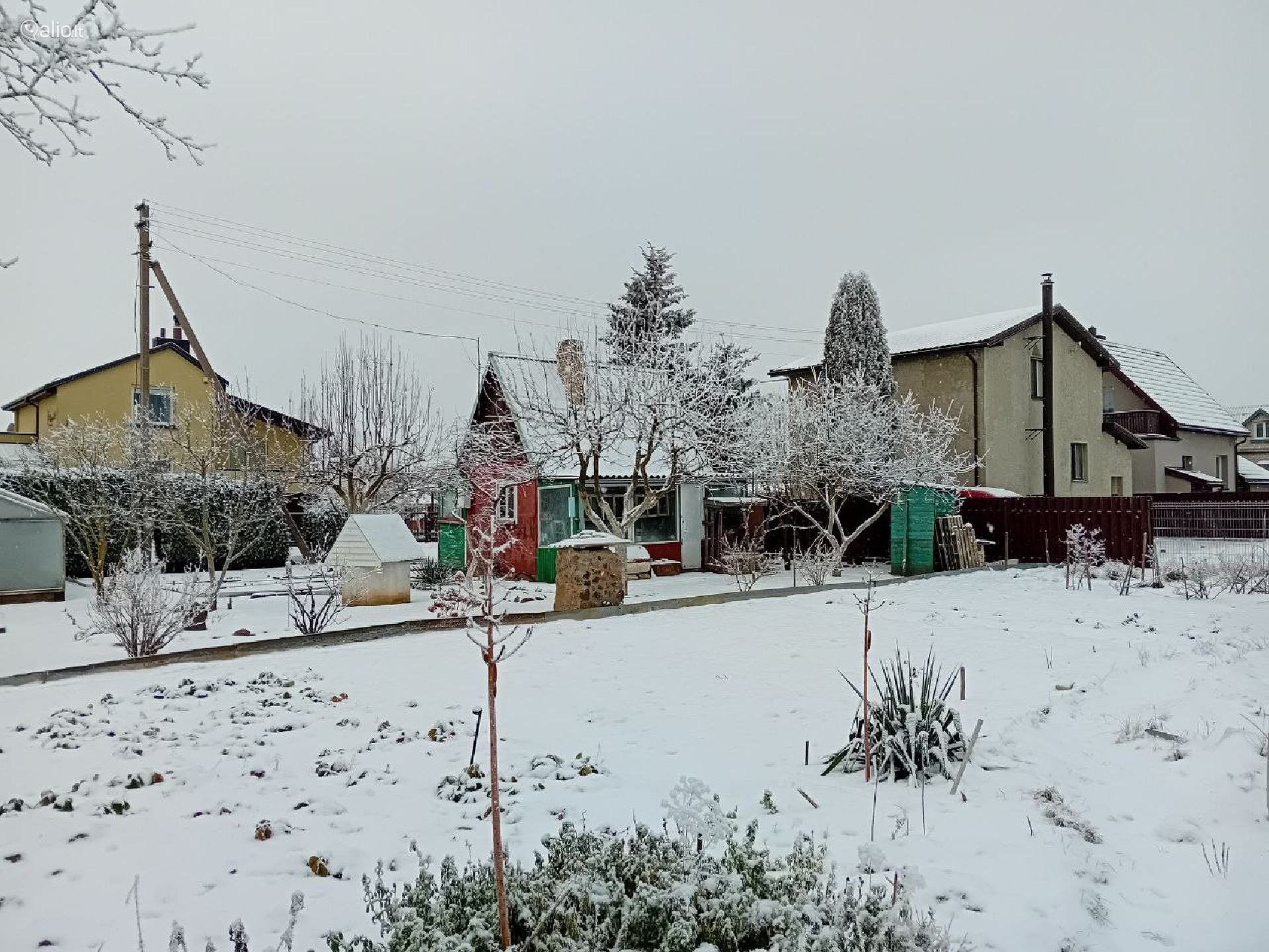 SODAS NETOLI MIŠKO, ŠIAULIŲ R., NOREIKIŲ K.