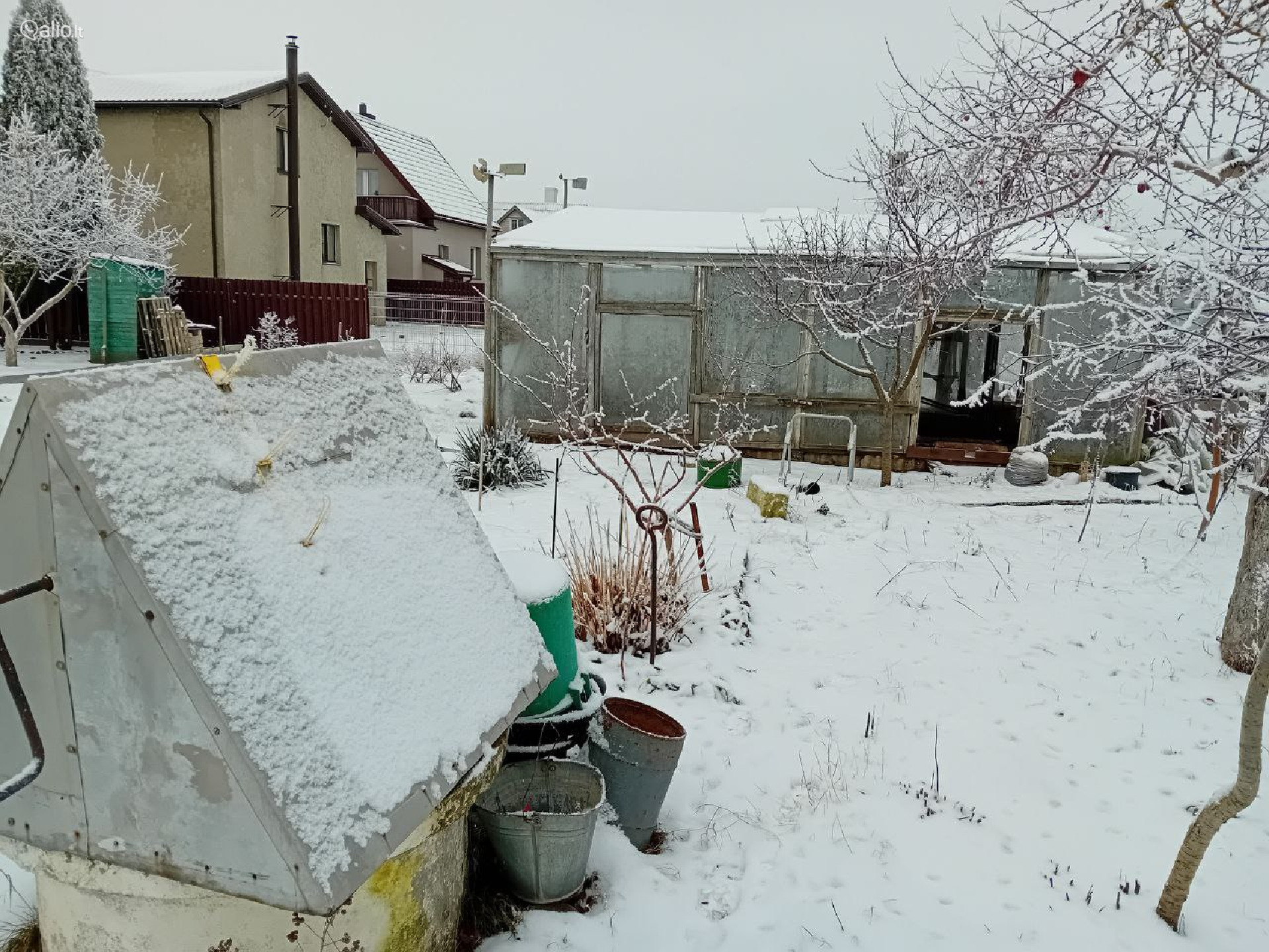 SODAS NETOLI MIŠKO, ŠIAULIŲ R., NOREIKIŲ K.