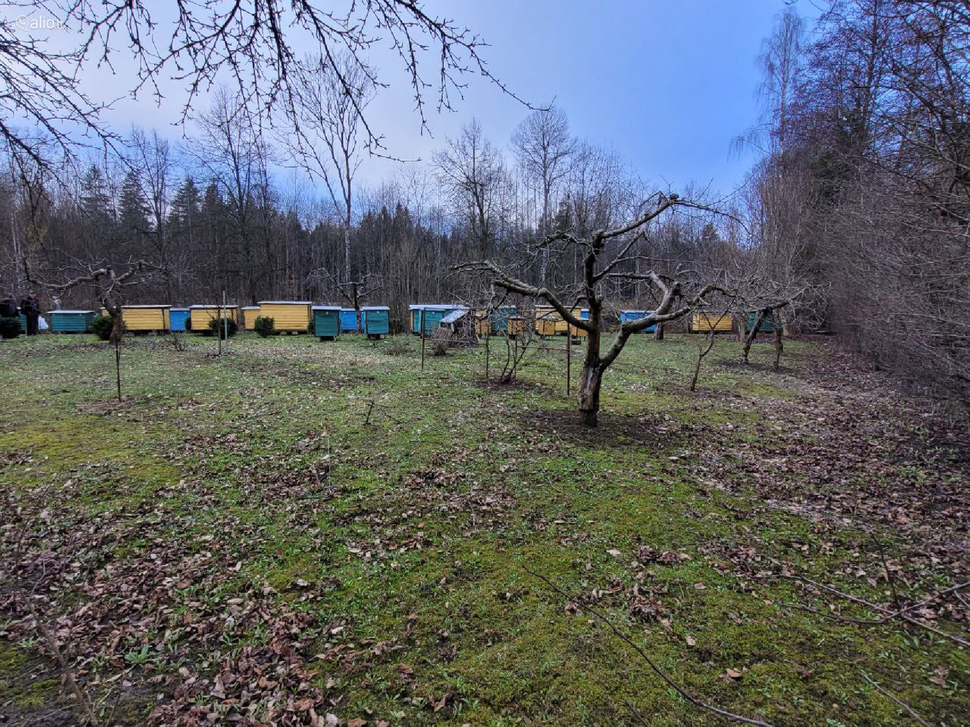 SODAS ŠALIA MIŠKO, MARIJAMPOLĖS R.