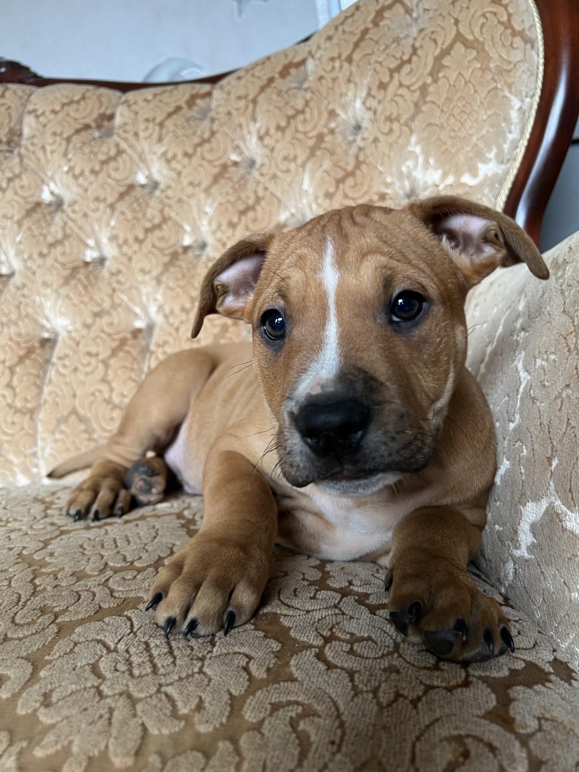 Amerikiečių stafordšyro terjerai